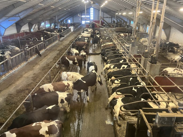 Stort løsdriftsfjøs for mjølkekyr med gjødseltrekk, kraftfôrautomater og fullfôrblander