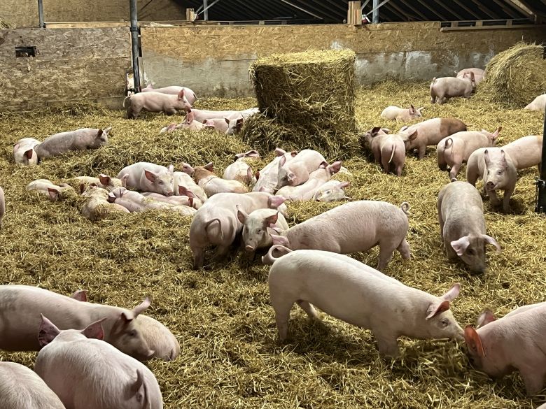 KOSER SEG I TALLA IMG_1633 780.jpg