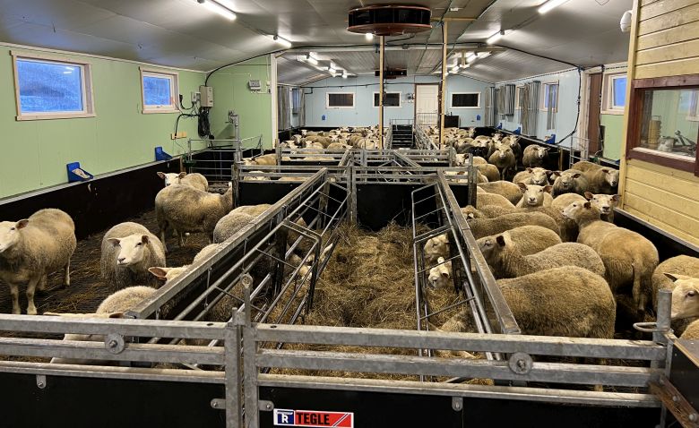 Islandskasser er fleksible fôringshekker for sau