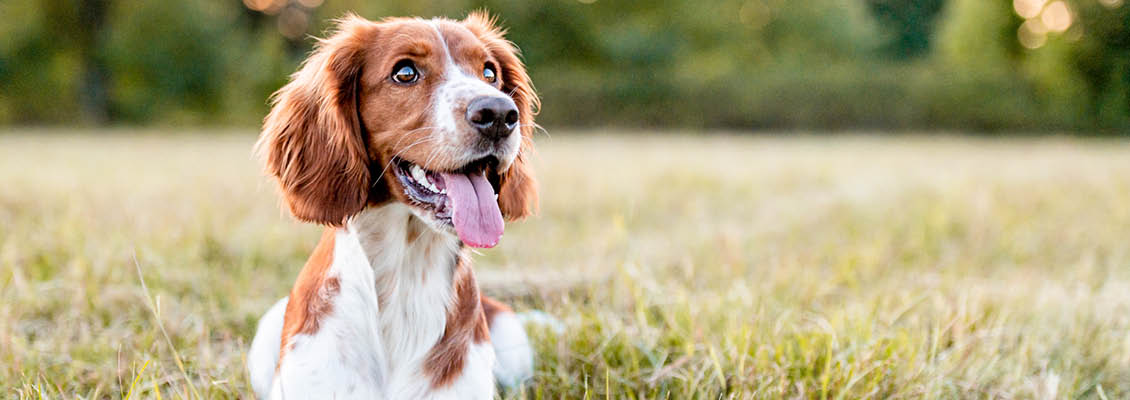 1130x500 - Agria - dyreforsikring -hund.jpg