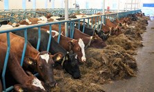 Høgt innhold av fett og protein i mjølka lønner seg