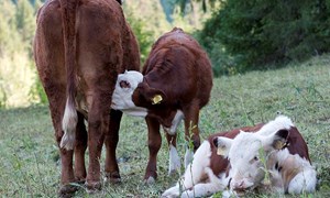 Fôring av ammeku og kalv