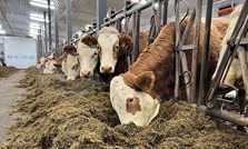 Fôring av ammeku – for bedre helse og produksjon