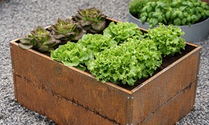 Dyrk-serien: Så enkelt lykkes du med salat 