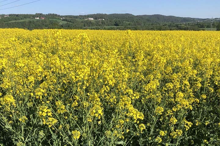 Eventyrlige høstrapsavlinger motiverer