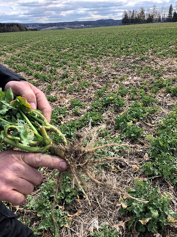 720x960 raps&aring;ker i mai.jpg