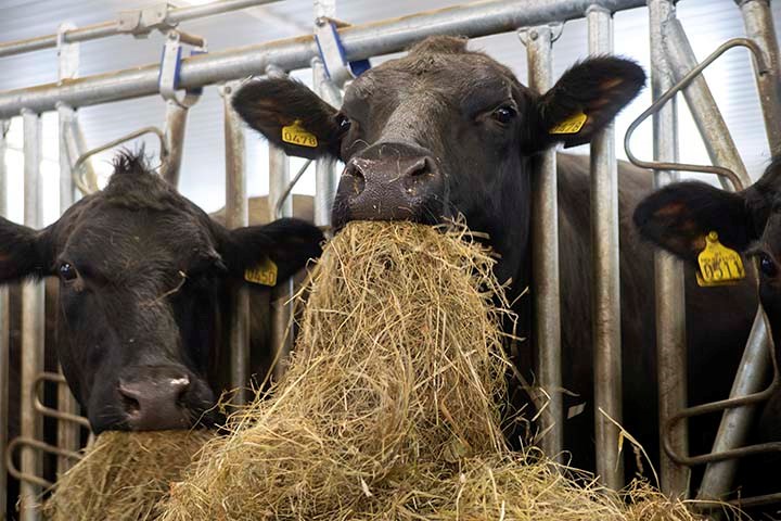 Formel Ammeku Konsentrat