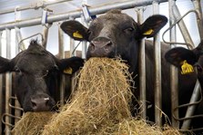 Formel ammeku konsentrat