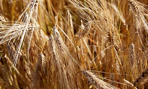 Fare for overproduksjon av bygg - markedsreguleringen advarer