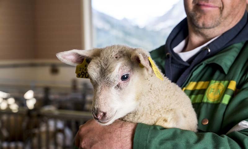 Ta vare på dyra – og deg sjøl i lamminga