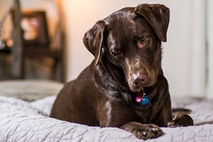 Ikke gi hunden din sjokolade!