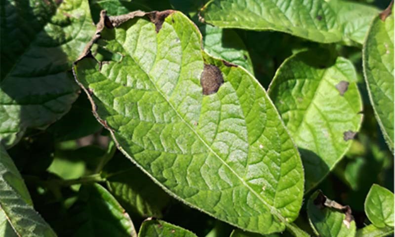 Tørrflekksjuke og tørråte i potet