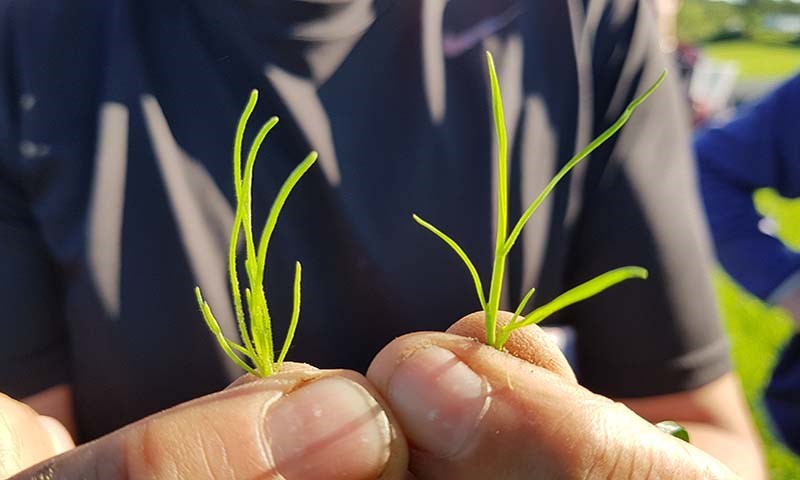 Ugrassprøyting i vårkorn