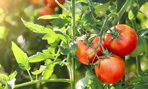 Dyrk-serien: Så enkelt lykkes du med tomat