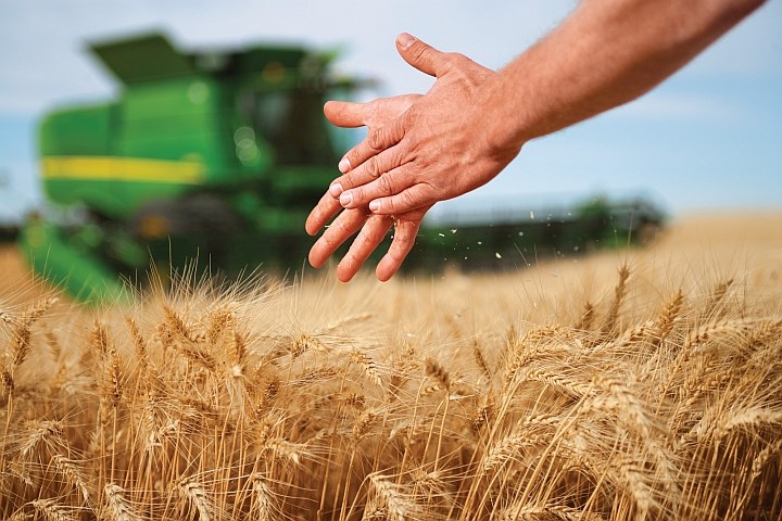 Hender som kjenner på korn