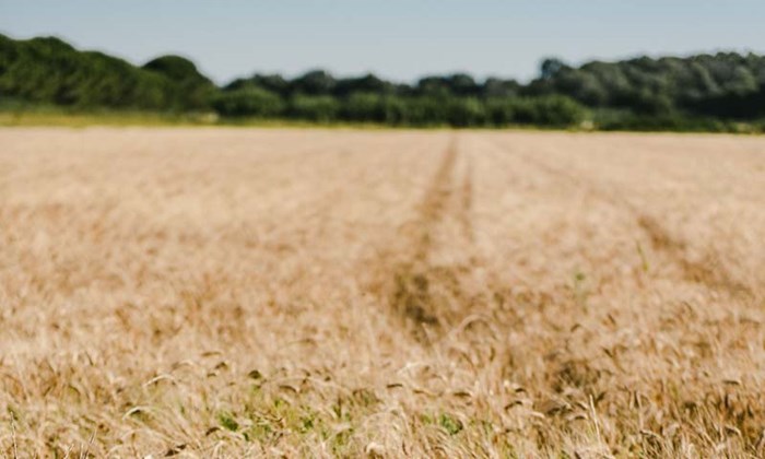 pH som nøkkelfaktor:  Slik kan riktig kalking gi større avlinger