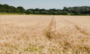 pH som nøkkelfaktor:  Slik kan riktig kalking gi større avlinger