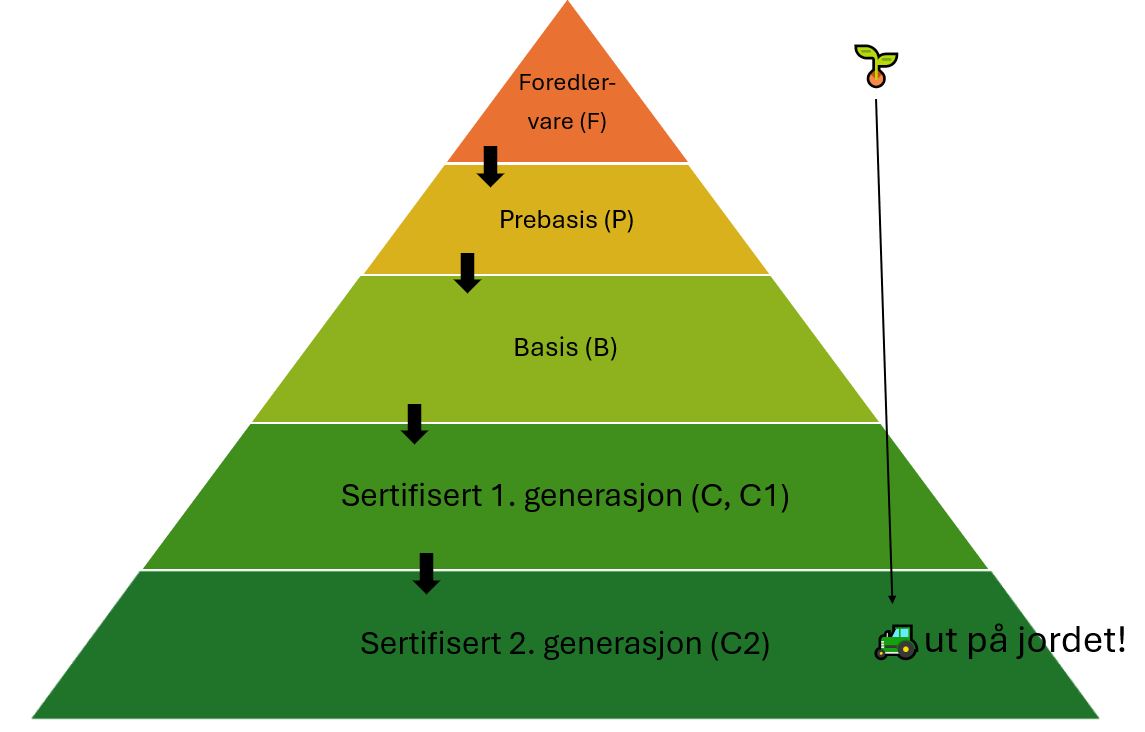 Illustrasjon, Mari.jpg