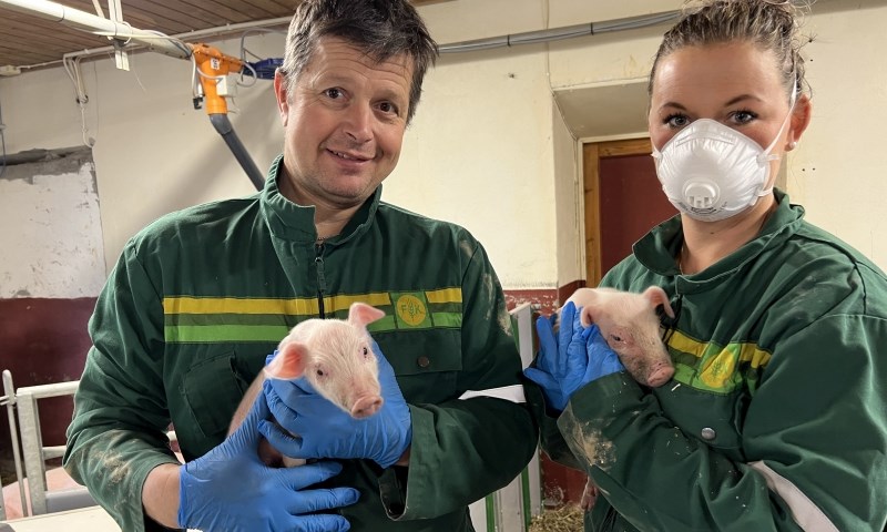 Mange vinnere med friskere gris