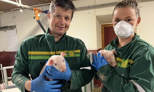 Mange vinnere med friskere gris