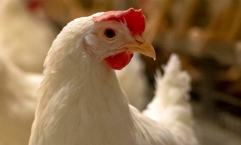 Rene egg betyr mye for økonomien 