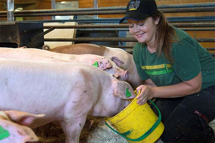 Slaktegrisfôring for et godt økonomisk resultat