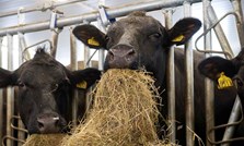 Får ammekua nok protein i rasjonen?