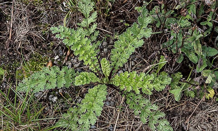 Landøyda - giftig ugras som brer om seg på Østlandet og nordover