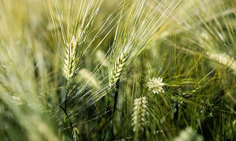 Landbruket tar ansvar i samfunnsoppdraget for bærekraftig fôr