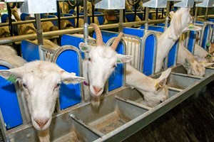 Formel Geit - gjør det enkelt å finne rett kraftfôr