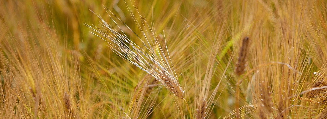 Felleskjopet image