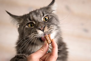 5 tips for å velge riktig kattemat