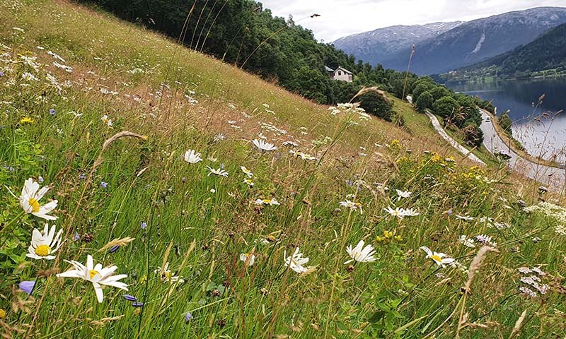 Dyrkingsråd blomstereng