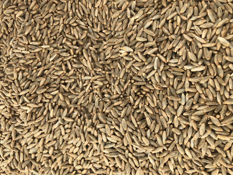 Rug som er t&oslash;rket i t&oslash;rka