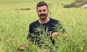 Dronesådde høstraps i stående hvete