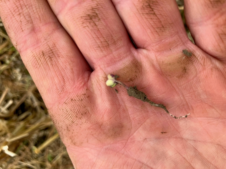 FØRSTE SPIRE I HANDA780.jpg