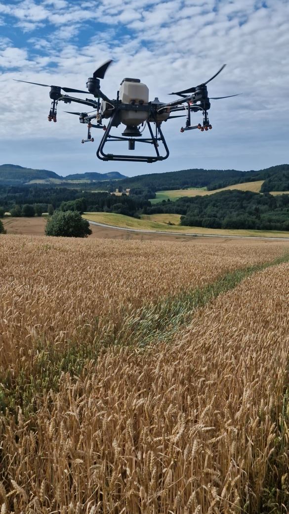 Drone med såkasse over stående hveteåker