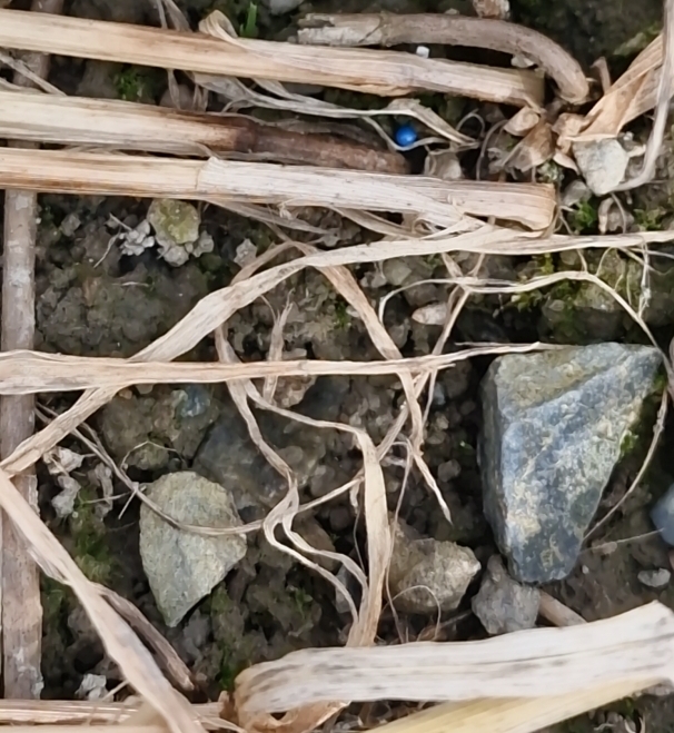 Blått rapsfrø sådd i moden hveteåker