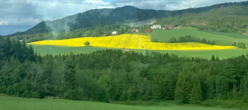 Gul rapsåker i blomstring