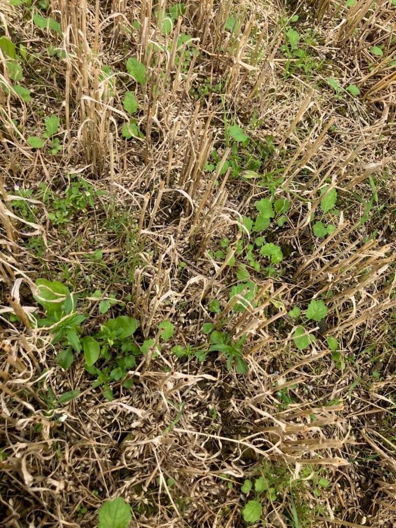 SPIRTE I STUBBEN3-780.jpg