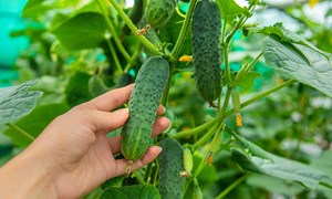 Dyrk-serien: Hvordan lykkes med å dyrke agurk