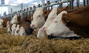 Ta vare på ammekua med riktig tilskuddsfôr