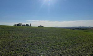 Ugras- og ugrasstrategi i år?