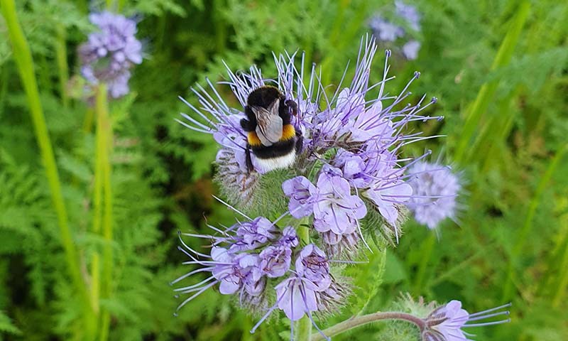 Honningurt med humle