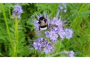 Vårsådde fangvekster
