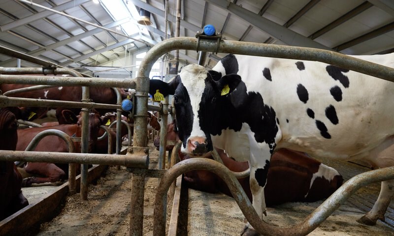 Melkeku inne i fjøs