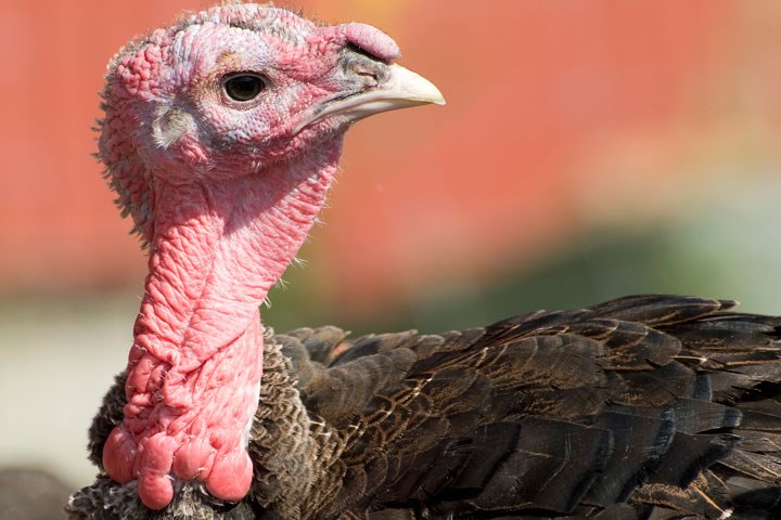 Vi har komplett fôrprogram til kalkun