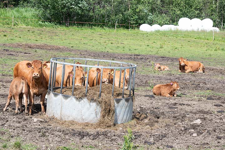 720x480 Sveen_20230710_23.jpg