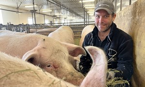 Like godt resultat med rimeligere purkefôr