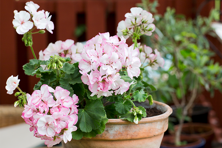 Lyserosa pelargonia i en potte